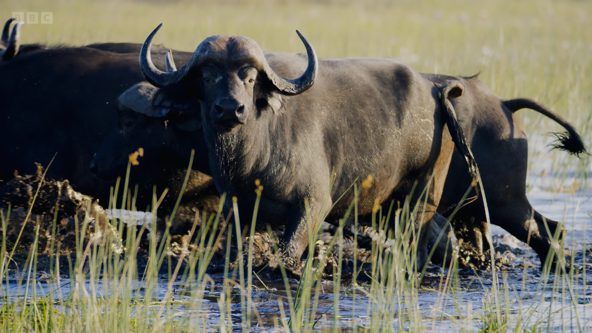 Cape buffalo (Syncerus caffer caffer) as shown in Planet Earth II - Grasslands